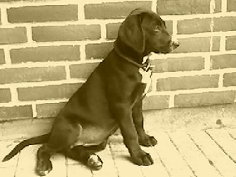 Blanding af racer Maggie billede 15