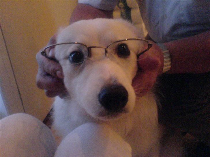 Dansk Spids Oscar - Tja altså.. Jeg bliver kaldt den klogeste hund i Danmark - så giver mine ejere mig kraftedermandme nogle briller istedet for bøger :(  billede 11