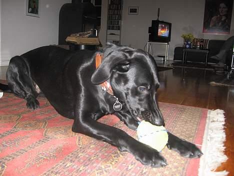 Blanding af racer Andrea (doberdor) Afdød - grrrr, jeg spiser dig din slemme postbud-lignende bold billede 7