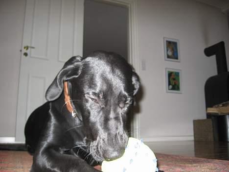 Blanding af racer Andrea (doberdor) Afdød - gid den dog ville pive igen billede 8