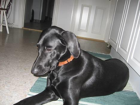 Blanding af racer Andrea (doberdor) Afdød - genert og filosofisk billede 9