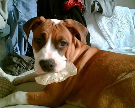 Blanding af racer tøsen - lidt træt  billede 1