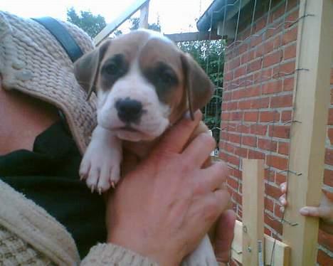 Blanding af racer tøsen billede 2