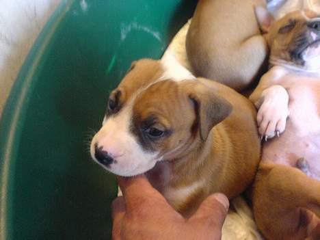 Blanding af racer tøsen - ta mig med hjem , vil i ikk nok  billede 3