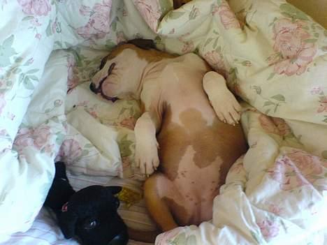 Blanding af racer tøsen - tager lige en lille skraber  billede 4