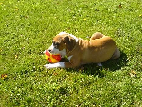 Blanding af racer tøsen - hvad sagde jeg haha billede 5