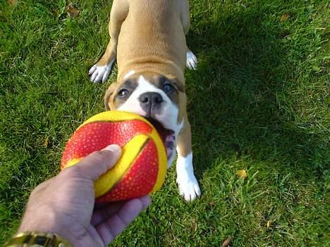 Blanding af racer tøsen - du får den altså ikk......  billede 6
