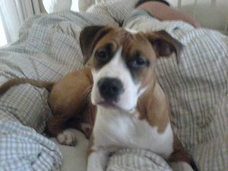 Blanding af racer tøsen - halløj .hvem kommer nu ....... billede 7