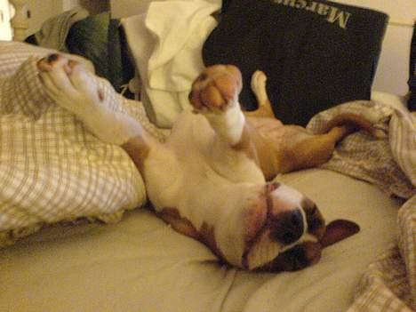 Blanding af racer tøsen - der er mange måder at sove på  billede 8