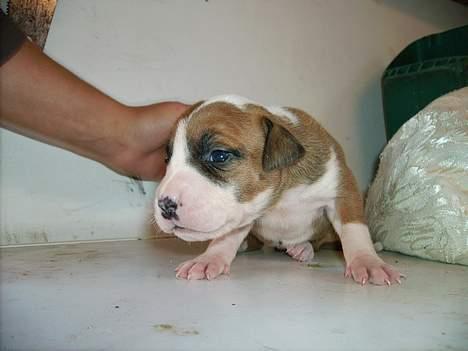 Blanding af racer tøsen - ca 3 uger gammel billede 9