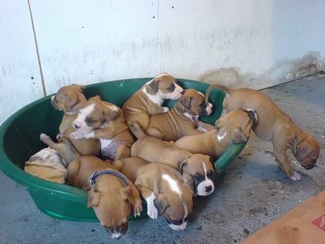 Blanding af racer tøsen - alle mine brødre og søstre  billede 10