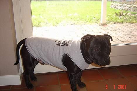 Staffordshire bull terrier Odin billede 19