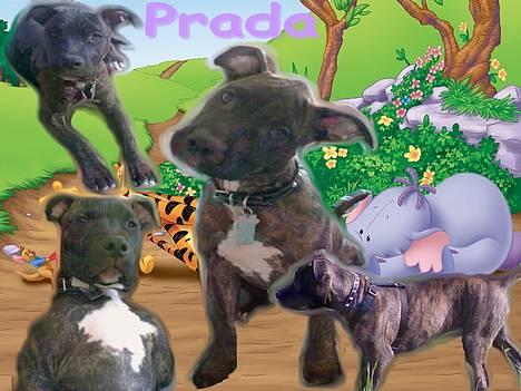 Amerikansk staffordshire terrier Prada *DØD* - Hejsa. Jeg er Prada :-) billede 1