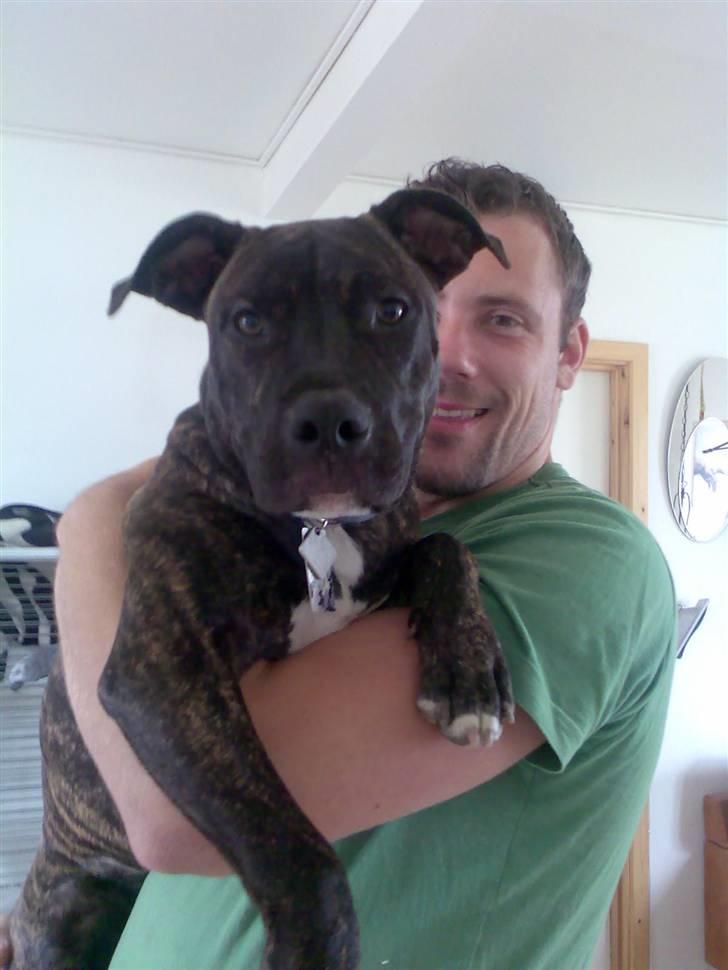 Amerikansk staffordshire terrier Prada *DØD* - Far kan bare godt løfte mig .. se selv mor billede 2