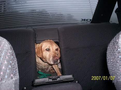 Blanding af racer mille - på vej hjem i bilen, fra svømme tur billede 12