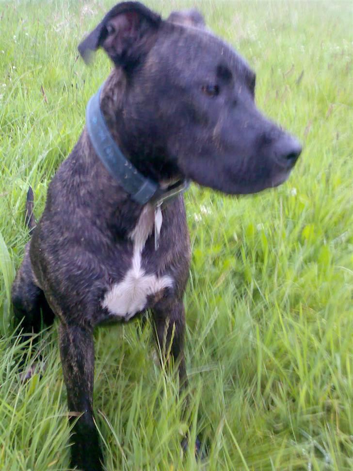 Amerikansk staffordshire terrier Prada *DØD* - er det en lille hunde-dreng der går der? billede 3