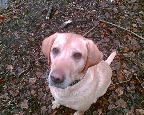 Blanding af racer mille - må jeg ik godt svømme ud efter en ny pind mor.. billede 13