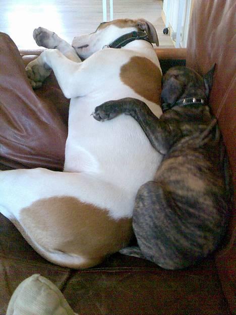 Amerikansk staffordshire terrier Prada *DØD* - ligger og putter med baby billede 5