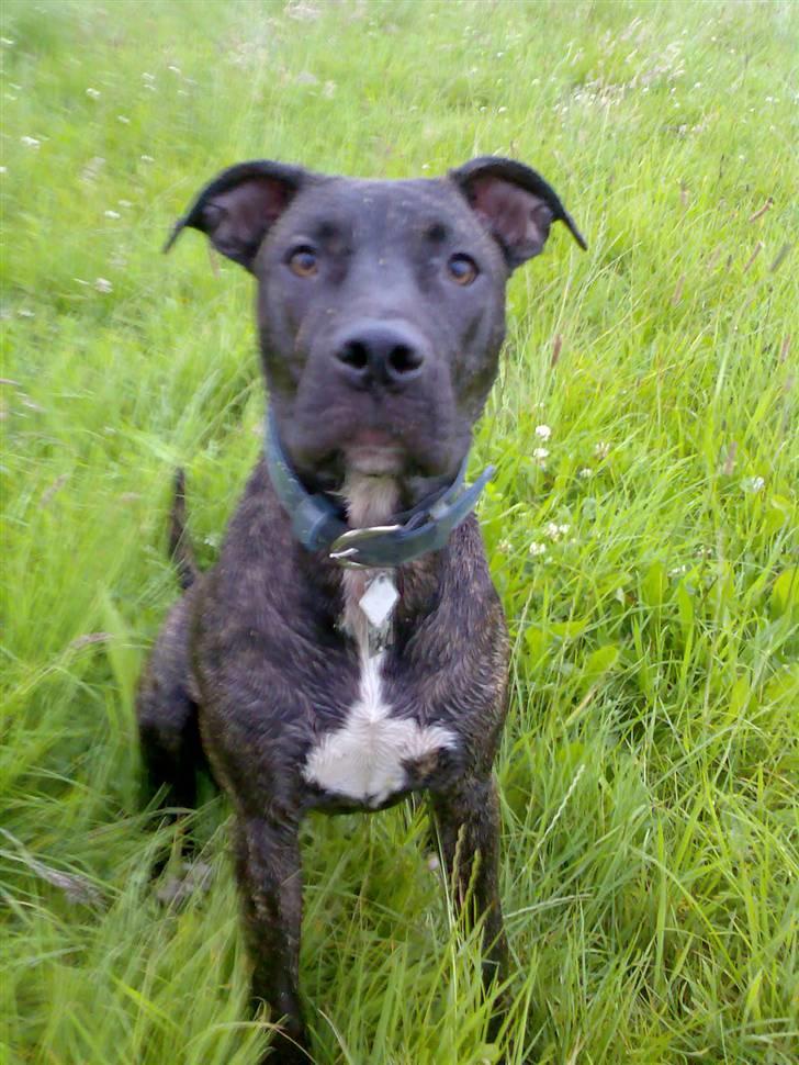 Amerikansk staffordshire terrier Prada *DØD* - Gi mig den godbid mor!! tror du det for sjov jeg sidder her!? billede 6