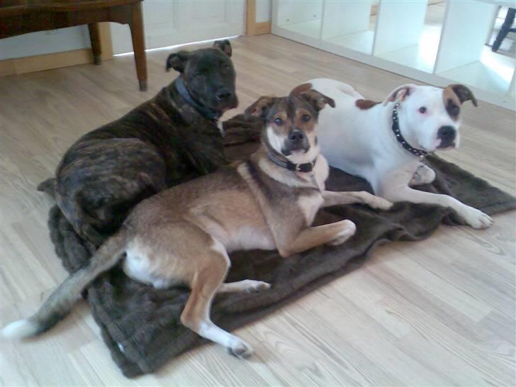 Amerikansk staffordshire terrier Prada *DØD* - Gå væk mor.. vi ligger faktisk lige og snakker billede 7