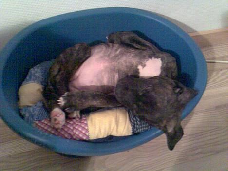 Amerikansk staffordshire terrier Prada *DØD* - zzzzzZZZZzzz billede 8