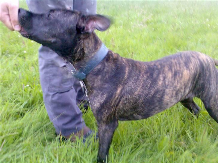 Amerikansk staffordshire terrier Prada *DØD* - Se jeg kan ståååå billede 10