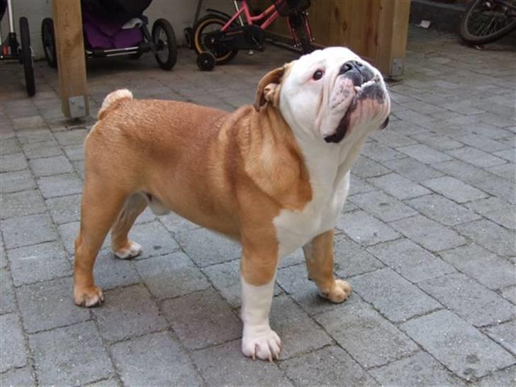 Engelsk bulldog Møffe billede 20