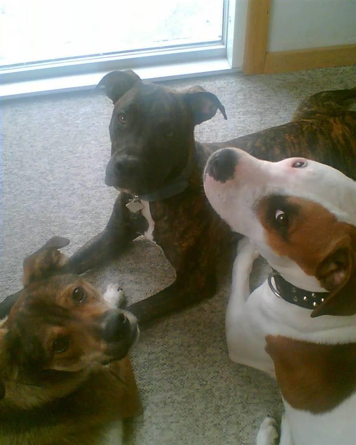 Amerikansk staffordshire terrier Prada *DØD* - Hej moar :-) billede 12