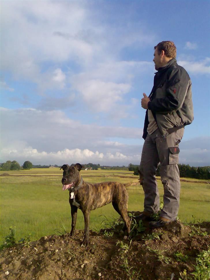 Amerikansk staffordshire terrier Prada *DØD* - I´M THE KING OF THE WOOOORLD!! billede 13