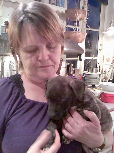 Amerikansk staffordshire terrier Prada *DØD* - Her er jeg med mormor da jeg var en lille baby.. billede 14