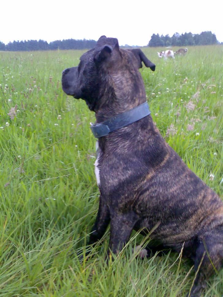 Amerikansk staffordshire terrier Prada *DØD* - nej mor... gider ikke kigge på dig... basta  billede 15