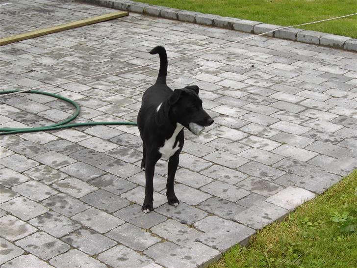 Blanding af racer Noah - Hvem skal jeg nu lege med?? billede 11