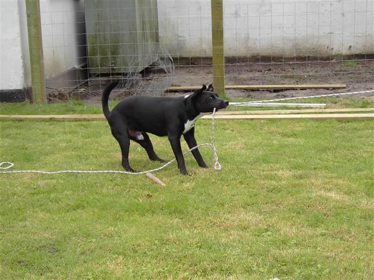 Blanding af racer Noah - Tovtrækning er bare sjovt.. Er ved at være rimelig stærk... billede 12