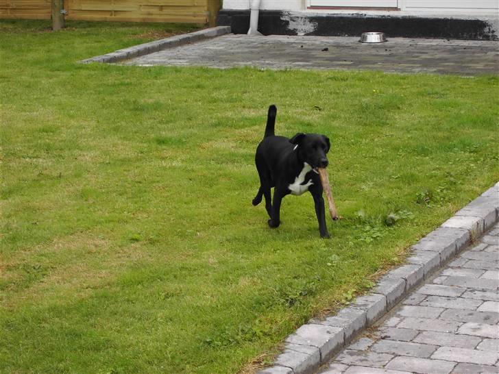 Blanding af racer Noah - Henter lige pinden til min mor... billede 13