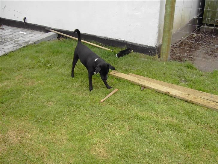 Blanding af racer Noah - Er der ingen der gider og lege med mig?? billede 14