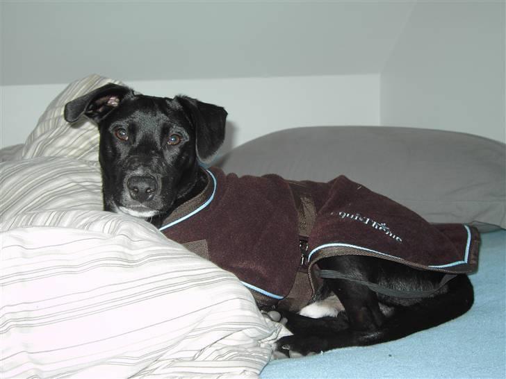 Blanding af racer Noah - Her har jeg lige været i bad og ligger med mit dejlige tæppe på.. :) billede 16