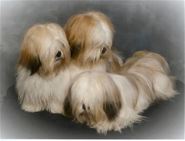 Lhasa apso cherí.. billede 6