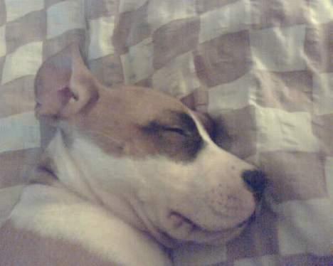 Blanding af racer tøsen billede 11