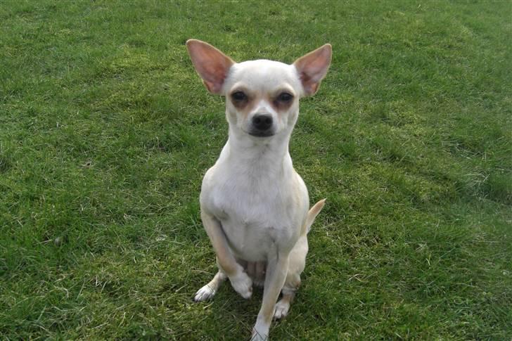 Chihuahua Mischa billede 1