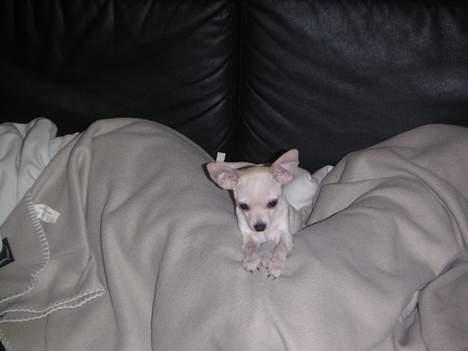 Chihuahua Mischa - Så er jeg vist frisk igen billede 2