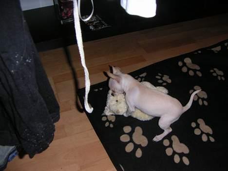 Chihuahua Mischa billede 3