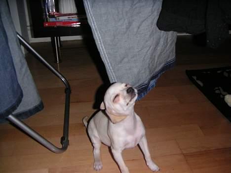 Chihuahua Mischa - se hvor jeg kan ryste mine store ører billede 4