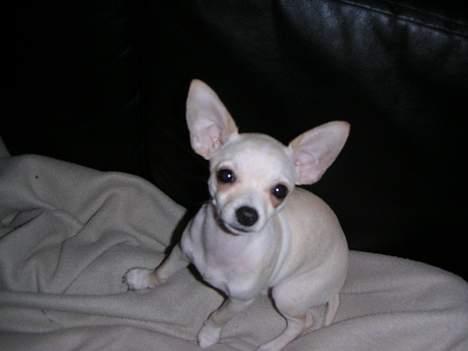 Chihuahua Mischa - Er det nu jeg skal sidde stille? billede 5