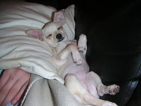 Chihuahua Mischa - det er bare sååå dejligt at få en lille lur på sofaen sammen med far billede 6