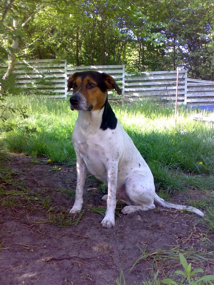 Blanding af racer Jack aka. Jackie - Her er jeg så :-) billede 1