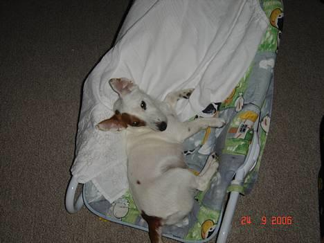 Jack russell terrier Daisy billede 1