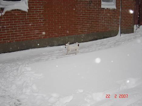 Jack russell terrier Daisy - daisy gør sig lidt til billede 2