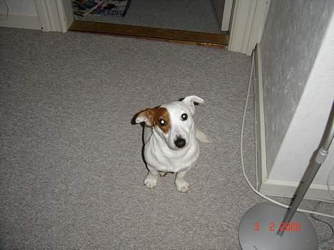 Jack russell terrier Daisy billede 3