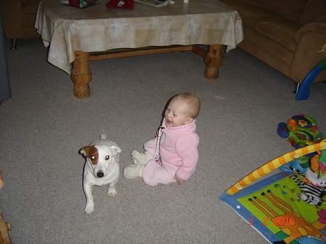 Jack russell terrier Daisy - julie og daisy billede 4