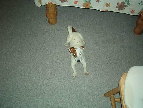Jack russell terrier Daisy - daisy syntes julies stol var god billede 5